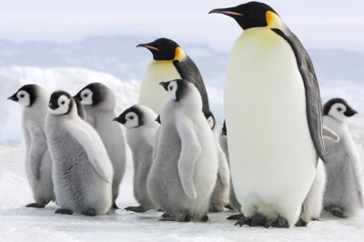 Emperor penguin chicks perished at multiple breeding grounds in Antarctica last year, drowning or freezing to death when sea ice was eroded by global warming.