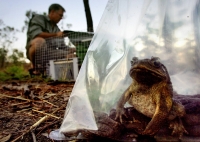 A cane toad sits inside a plastic bag trap. A new study has found that invasive species are spreading ever faster across the globe, costing well over $400 billion a year in damages and lost income. | REUTERS