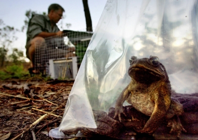 A cane toad sits inside a plastic bag trap. A new study has found that invasive species are spreading ever faster across the globe, costing well over $400 billion a year in damages and lost income.