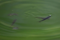 Minnows swimming in Lake Areau in the French Pyrenees, in Seix, southwestern France. | AFP-Jiji