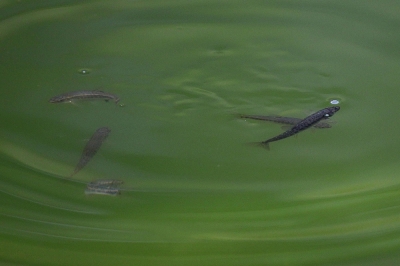 Minnows swimming in Lake Areau in the French Pyrenees, in Seix, southwestern France.