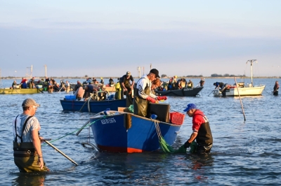 Fishers harvest clams early in August in the lagoon of Scardovari, south of Venice, Italy, where the blue crab threatens local shellfish and fish.
