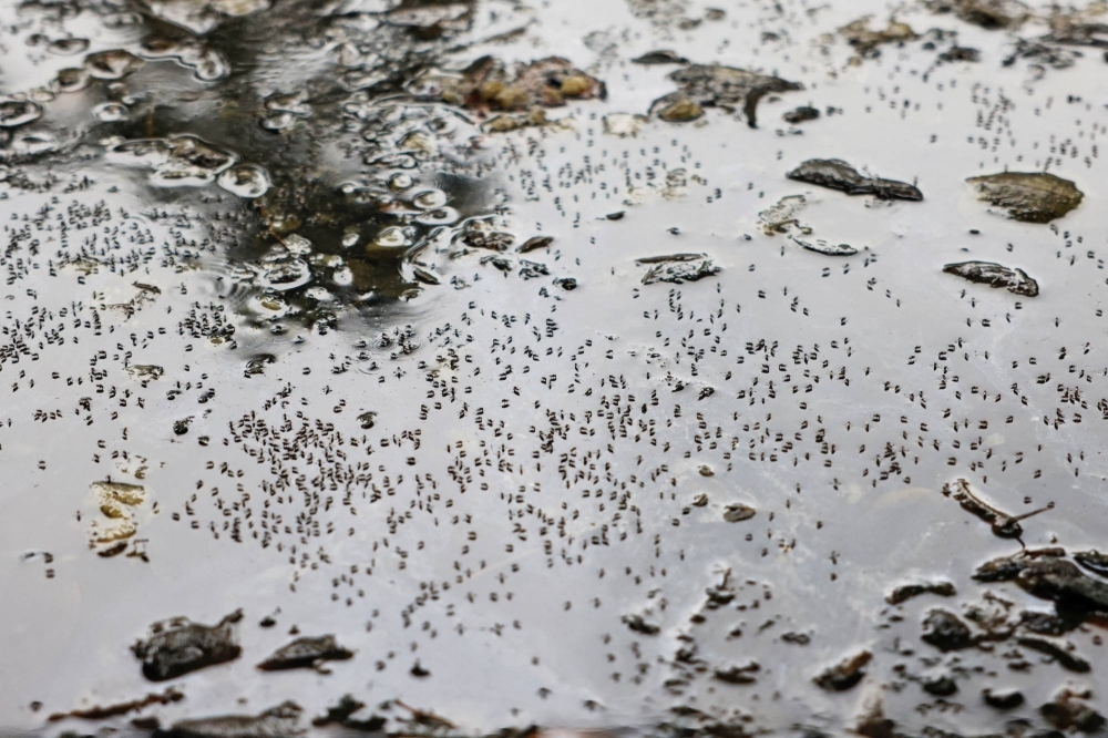 Mosquitoes are seen on stagnant water on the roadside during countrywide dengue infection, in Dhaka.