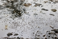 Mosquitoes are seen on stagnant water on the roadside during countrywide dengue infection, in Dhaka. | REUTERS