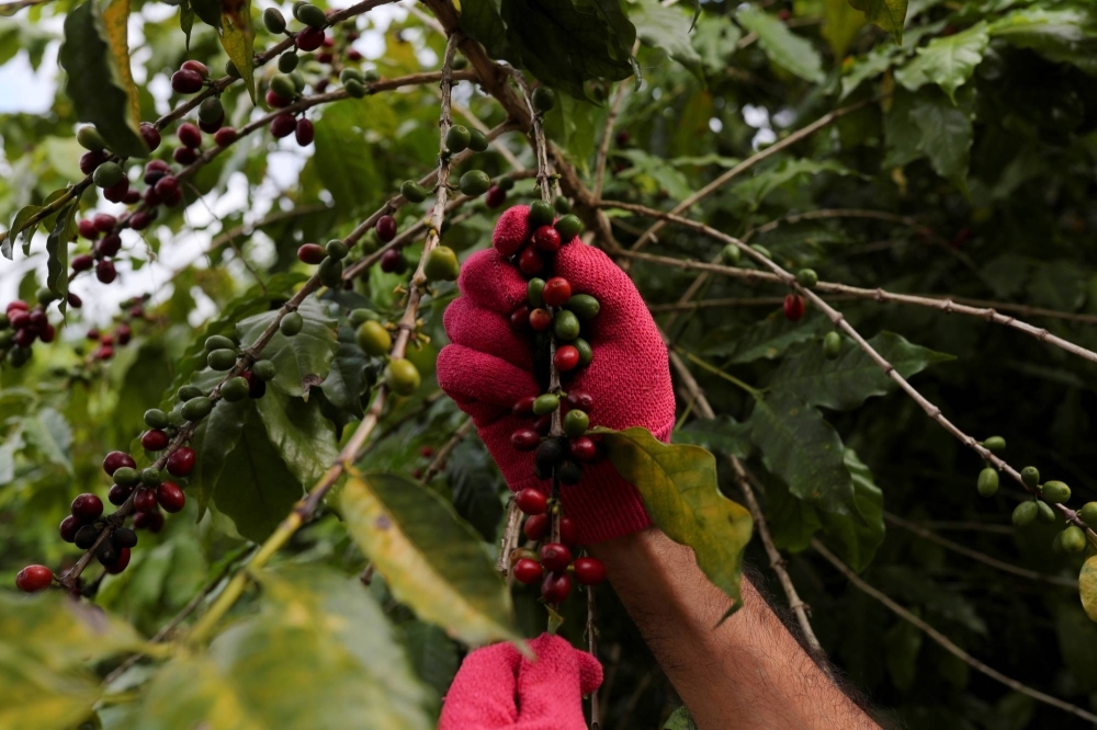 A man harvests coffee berries in Sao Paulo, Brazil.