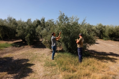 Olive producers check a tree surrounded by a living cover crop in an olive grove in Santiesteban del Puerto, near Jaen, Spain.