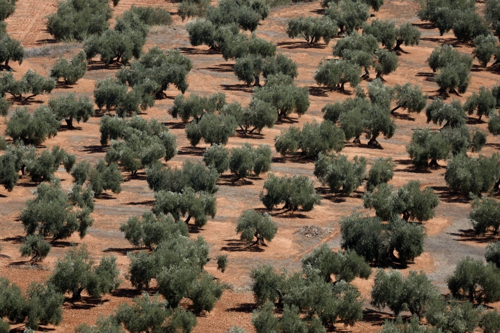 Olive trees in Chiclana de Segura, near Jaen, Spain