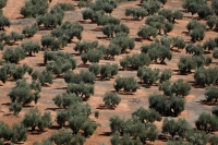 Olive trees in Chiclana de Segura, near Jaen, Spain | REUTERS

