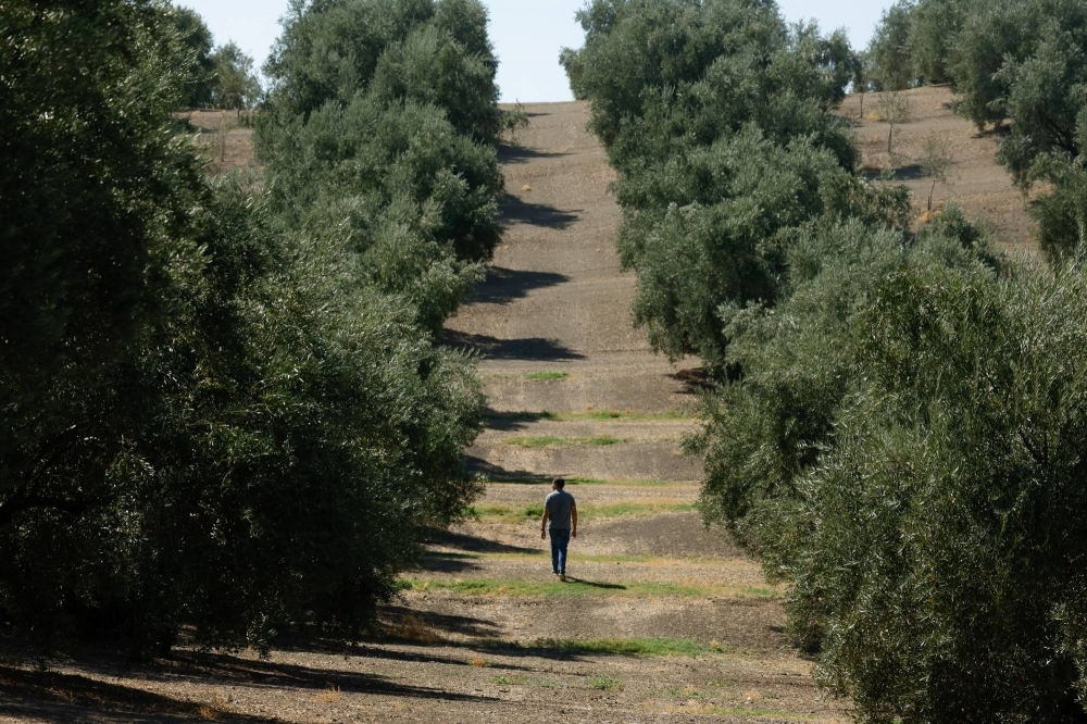 Angel Luis Moreno walks in his olive grove in Santiesteban del Puerto, near Jaen, Spain.