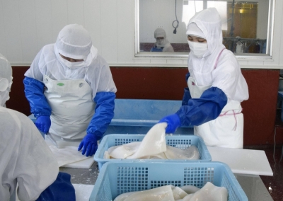 Vietnamese staff work at a seafood processing firm in Yamada, Iwate Prefecture.