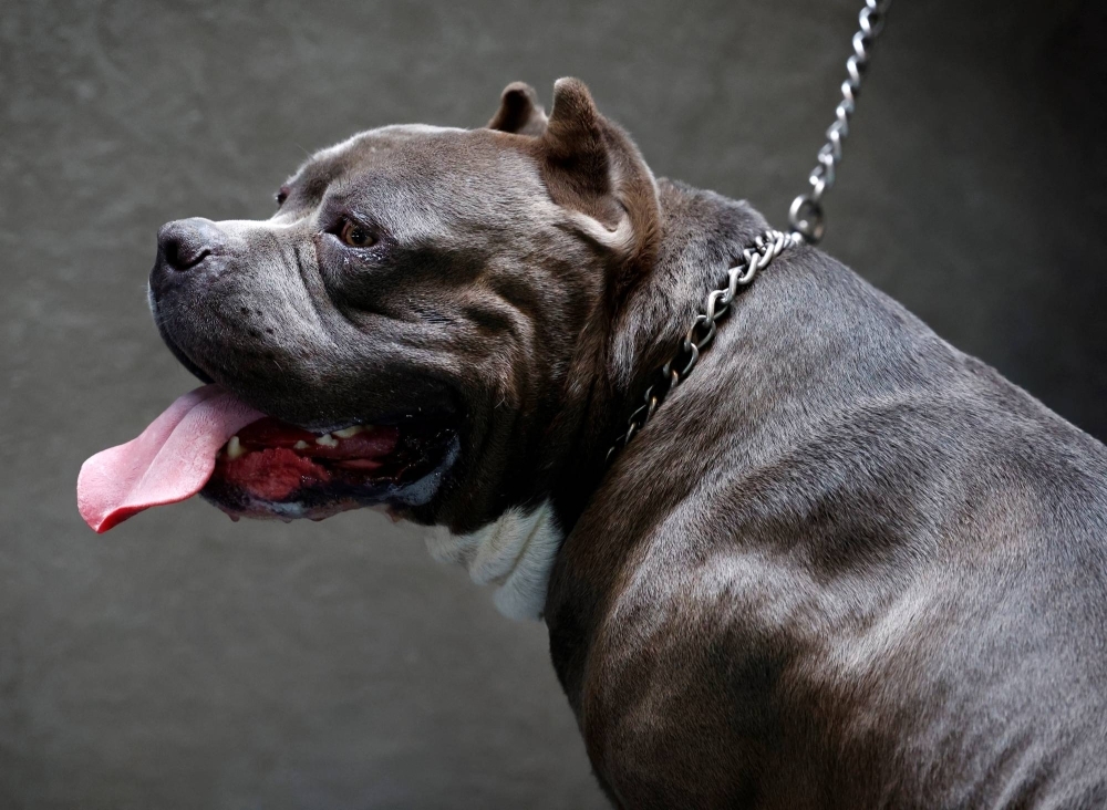 The XL bully dog is different than a normal pet. It is a symbol of fear, aggression and its muscular body and fierce countenance reflects this.