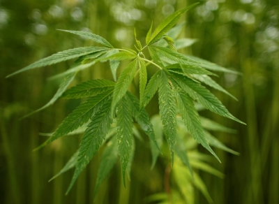 Leaves of marijuana plants from which hemp fibers are extracted at Japan's largest legal marijuana farm in Kanuma, Tochigi Prefecture, on July 5, 2016