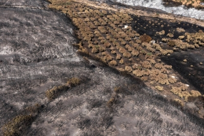 Burnt olive groves following a wildfire in the village of Dikella, west of Alexandroupolis, Greece, on Aug. 29. Nature-based investment aims to back projects that tackle land degradation, rectify biodiversity loss and combat climate change.