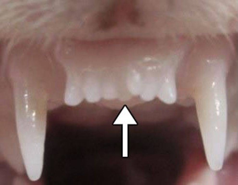 A new tooth is seen in a ferret's mouth after it was administered a drug to stimulate the growth of tooth buds.