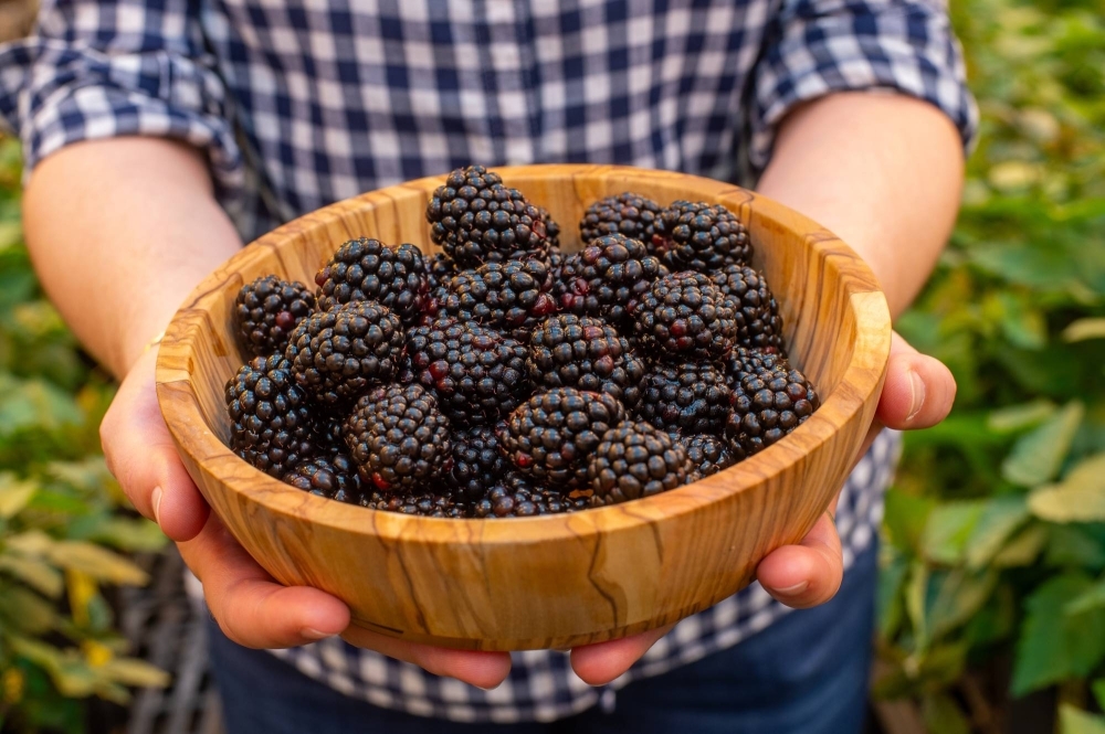 Blackberries from Pairwise, a company that uses gene-editing technology to create new breeds of plants, in Durham, North Carolina, on Sept. 13. Pairwise hopes to create a seedless blackberry that grows on compact, thorn-free bushes.