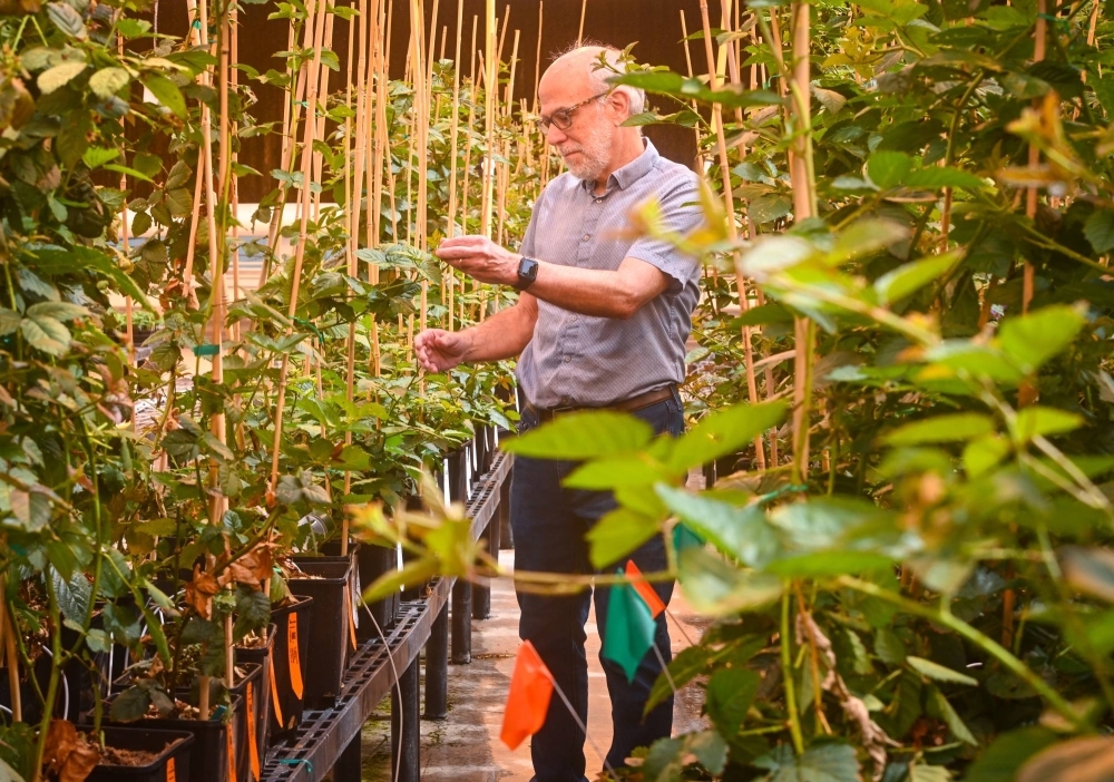 Tom Adams, chief executive and co-founder of Pairwise, which uses gene-editing techniques to create new varieties of fruits and vegetables, on Sept. 13. Hot-weather cherries, drought-resistant melons and six other crops in the works could change how we eat in a fast-warming world.