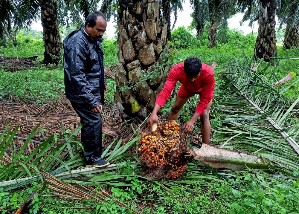 A harvest at a palm oil plantation in Khammam, India, in 2022