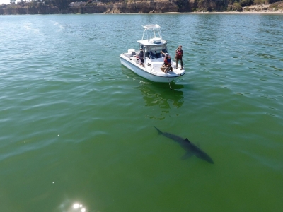 Marine ecologist Salvador Jorgensen and his research assistant Dylan Moran observe a shark basking off a beach in central California.
