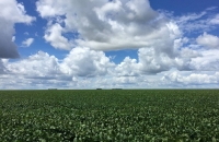 Soy farming has seldom been synonymous with sustainability, but more farmers in Brazil are working to regenerate depleted land instead of expanding the agricultural frontier. | REUTERS