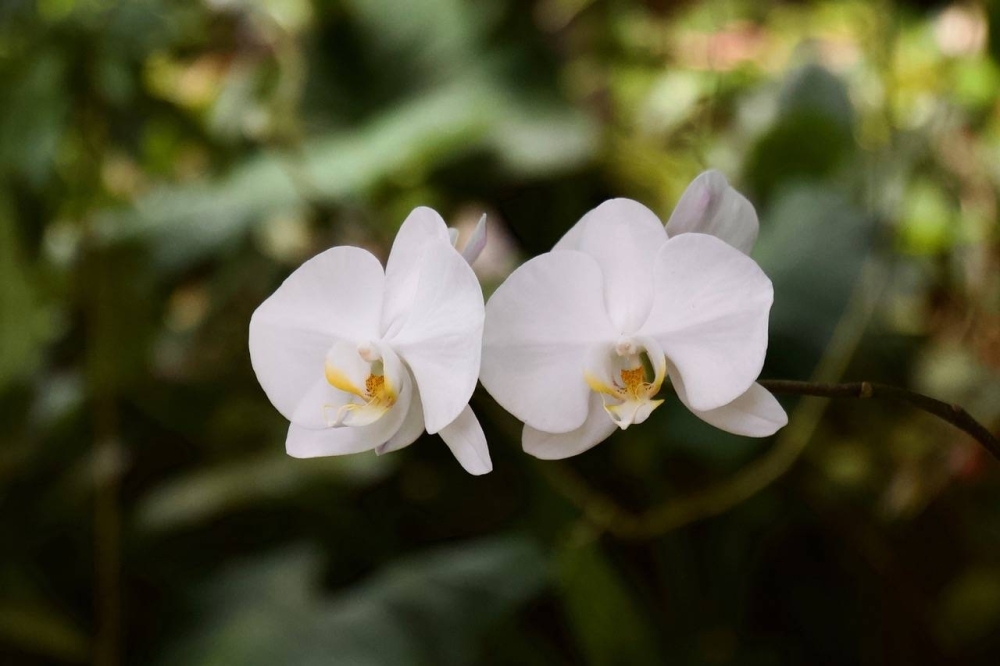 Japan has had a long love affair with orchids — the plants can be found throughout the country, including in the greenhouse of Shinjuku Gyoen National Garden.