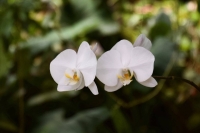 Japan has had a long love affair with orchids — the plants can be found throughout the country, including in the greenhouse of Shinjuku Gyoen National Garden. | Elizabeth Beattie
