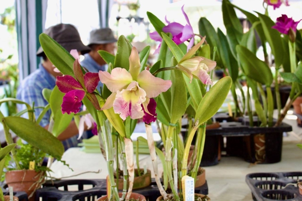 Blooming orchids grown by Eriji. Some of the plants at his farm struggled due to the extremes of summer heat.