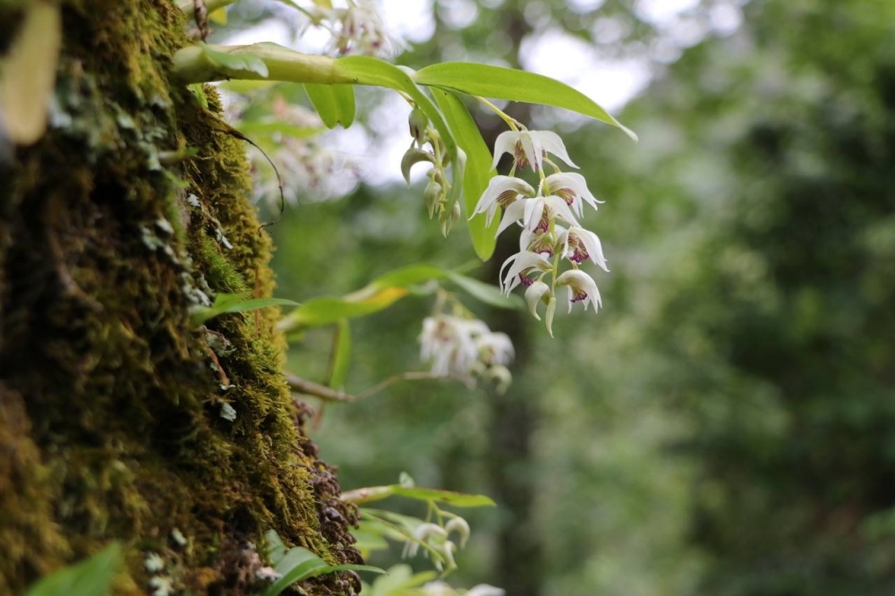Dendrobium orchids — highly sought after due to their use in traditional Chinese medicine — growing in the wild in Nepal.