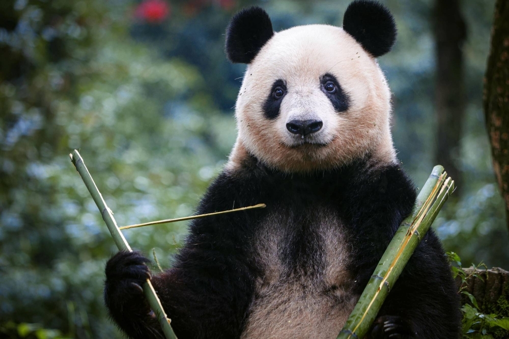 Xiang Xiang the giant panda was put on public view on Sunday for the first time since returning to China in February.