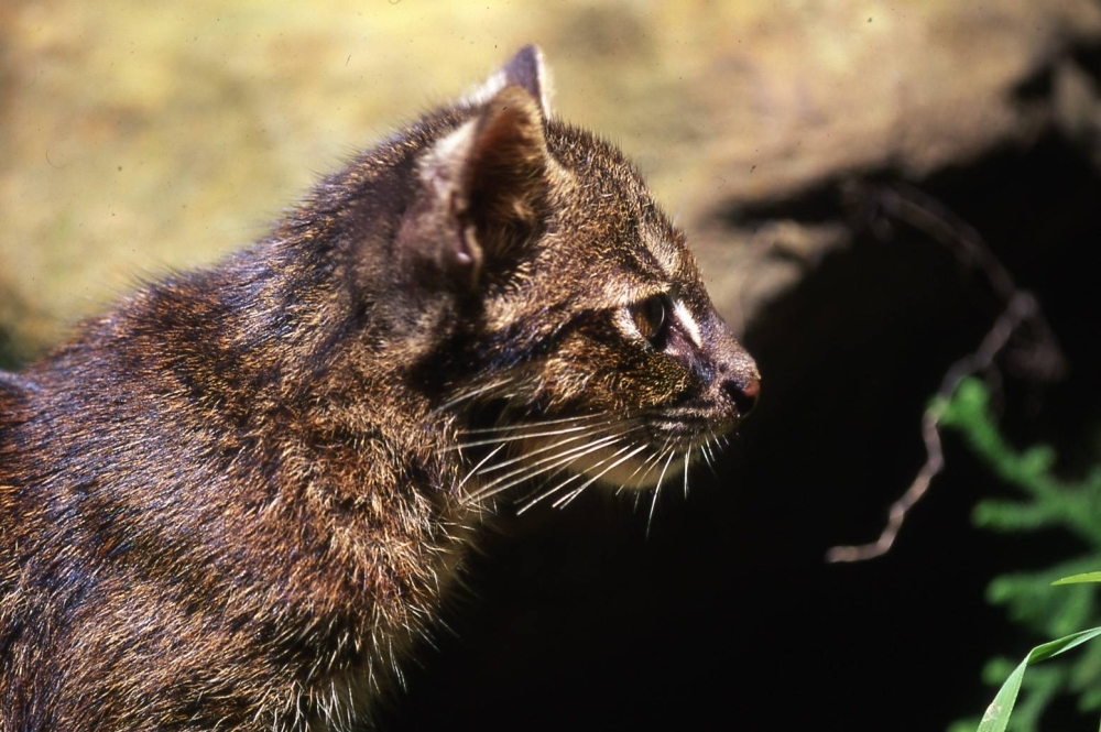 The Iriomote cat, native to the island of the same name in Okinawa Prefecture, is remarkable for its resilience: It occupies the smallest habitat of any wildcat on Earth.