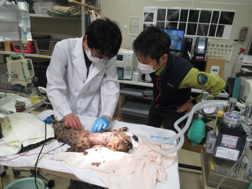 Doctors operate on a Tsushima leopard cat known as Beny Sumo. The cat had to have its leg removed after it got caught in a deer trap. 