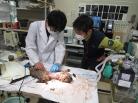 Doctors operate on a Tsushima leopard cat known as Beny Sumo. The cat had to have its leg removed after it got caught in a deer trap.  | Tsushima Wildlife Conservation Center