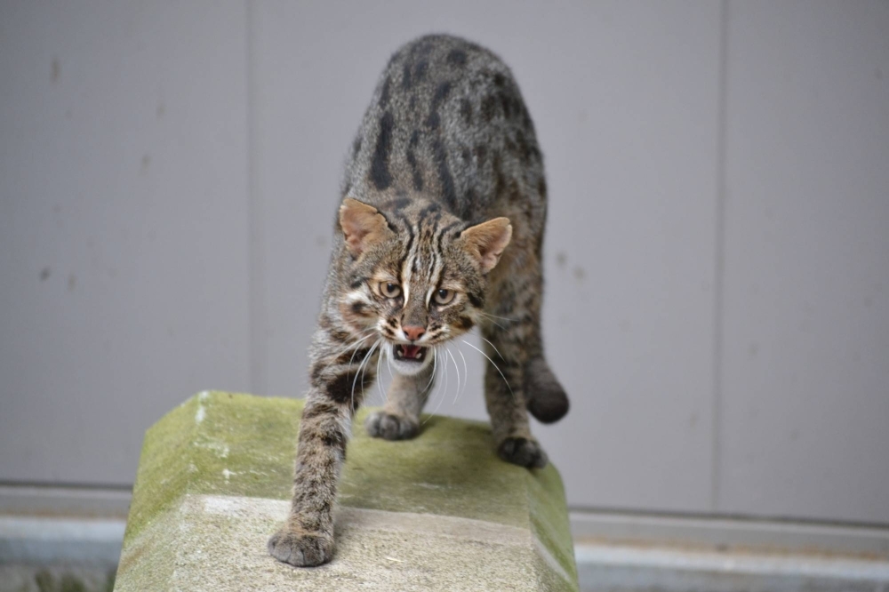 A Tsushima leopard cat known as Beny Sumo that lost its leg in a deer trap.