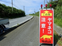 Signage on a road on Okinawa's Iriomote Island warning motorists to watch out for wildcats.  | Iriomote Wildlife Conservation Center