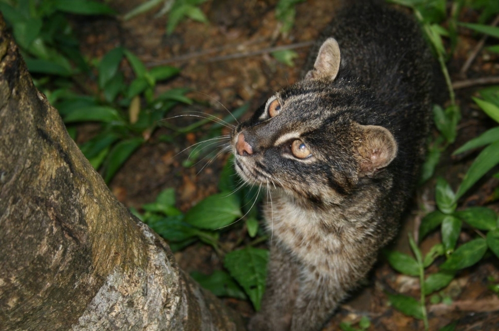 Iriomote has implemented a particularly aggressive policy campaign to curtail roadkill incidents, installing signs warning motorists and building underpasses for the cats to prevent them from being hit. 