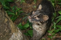 Iriomote has implemented a particularly aggressive policy campaign to curtail roadkill incidents, installing signs warning motorists and building underpasses for the cats to prevent them from being hit.  | Iriomote Wildlife Conservation Center