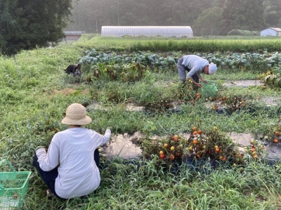 Hiruzen Kougei employee Moeko Hirao, craft brewer “Sugichan” and furry friend Tsubu help out with the tomato harvest at 6:37 a.m.