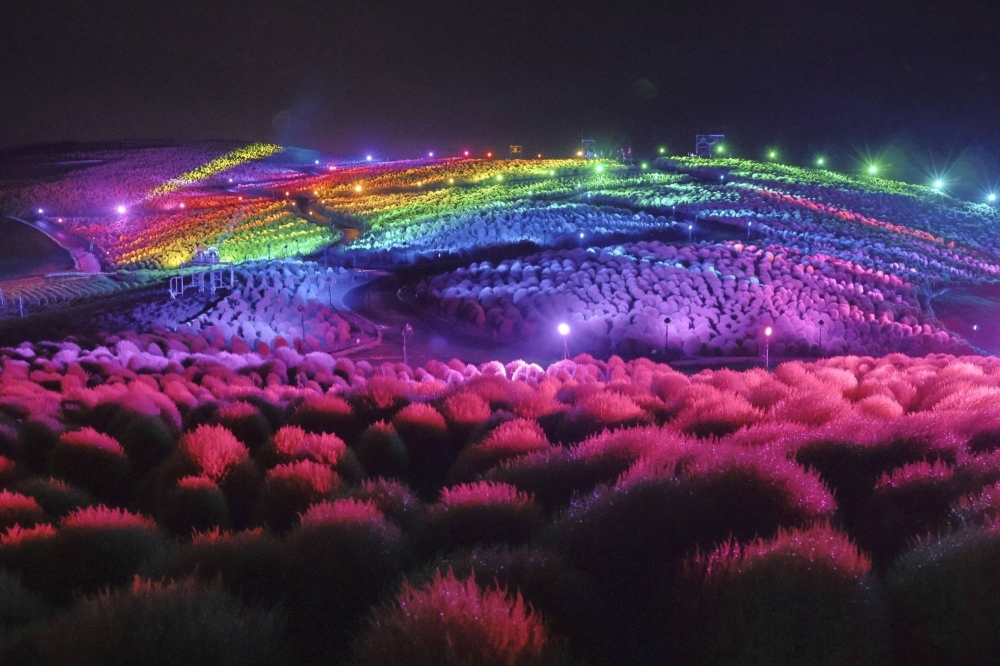 A field of kochia plants is lit up in the colors of the rainbow at Hitachi Seaside Park in Ibaraki Prefecture, in September.