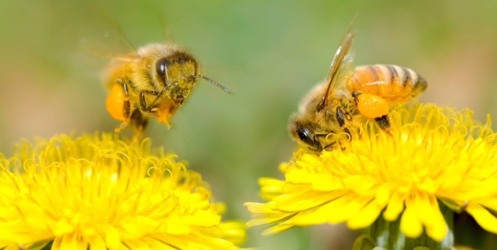 A Japanese research team has identified three genetically distinct populations of the Japanese honeybee.