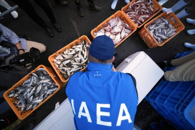 An inspector from the International Atomic Energy Agency observes crates of fish to be taken as samples from Iwaki, Fukushima Prefecture, on Thursday.