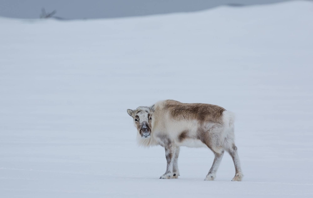 A reindeer near Ny-Aalesund, Svalbard, Norway