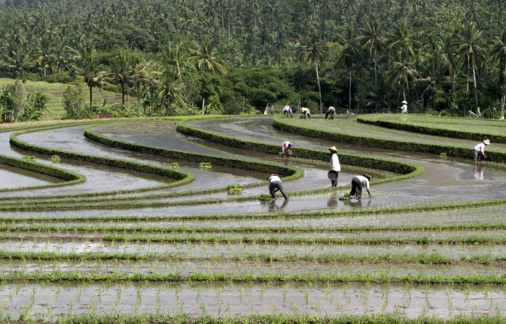 Farmers work in a paddy field in Ubud of the Indonesian island of Bali.