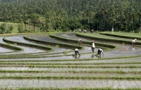 Farmers work in a paddy field in Ubud of the Indonesian island of Bali. | REUTERS
