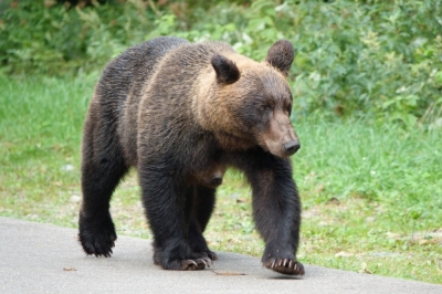 In residential areas, bears are said to be attracted to compost waste, persimmons and chestnuts.  