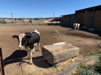 Cattle on a milk farm outside Pozoblanco, Spain | Rachel Chaundler / The New York Times