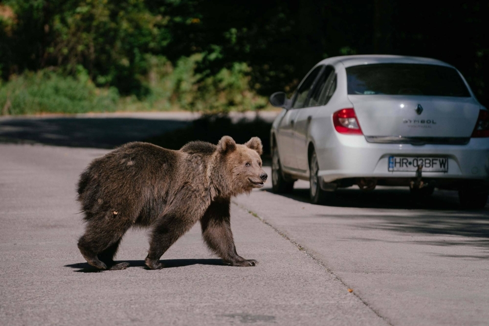 A bear waits for passing cars that might provide food, on a road in Covasna, Romania. 