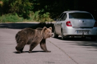 A bear waits for passing cars that might provide food, on a road in Covasna, Romania.  | AFP-Jiji