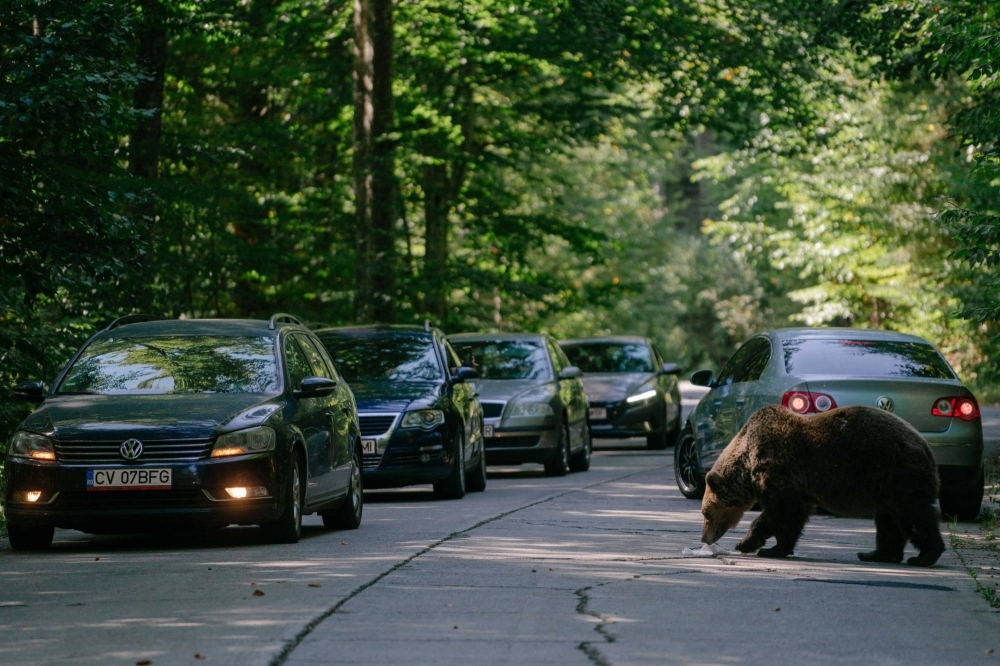 A bear eats a sandwich thrown by a passing driver, on a road in Covasna, Romania.