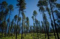 Sections of the forests in Colville, Washington, have already been thinned, allowing trees to grow less densely and reducing the risk for wildfire. | Bloomberg