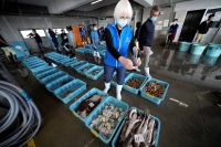 A member of a team of experts from the International Atomic Energy Agency observes fish during a morning auction at Hisanohama Port in Iwaki, Fukushima Prefecture, on Oct. 19. | Pool / via REUTERS