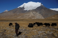A man herds yaks during in the Tibet Autonomous Region. Beijing has begun to  exploit vast deposits of Lithium on the Tibetan plateau — around 85% of the country's total reserves. | REUTERS